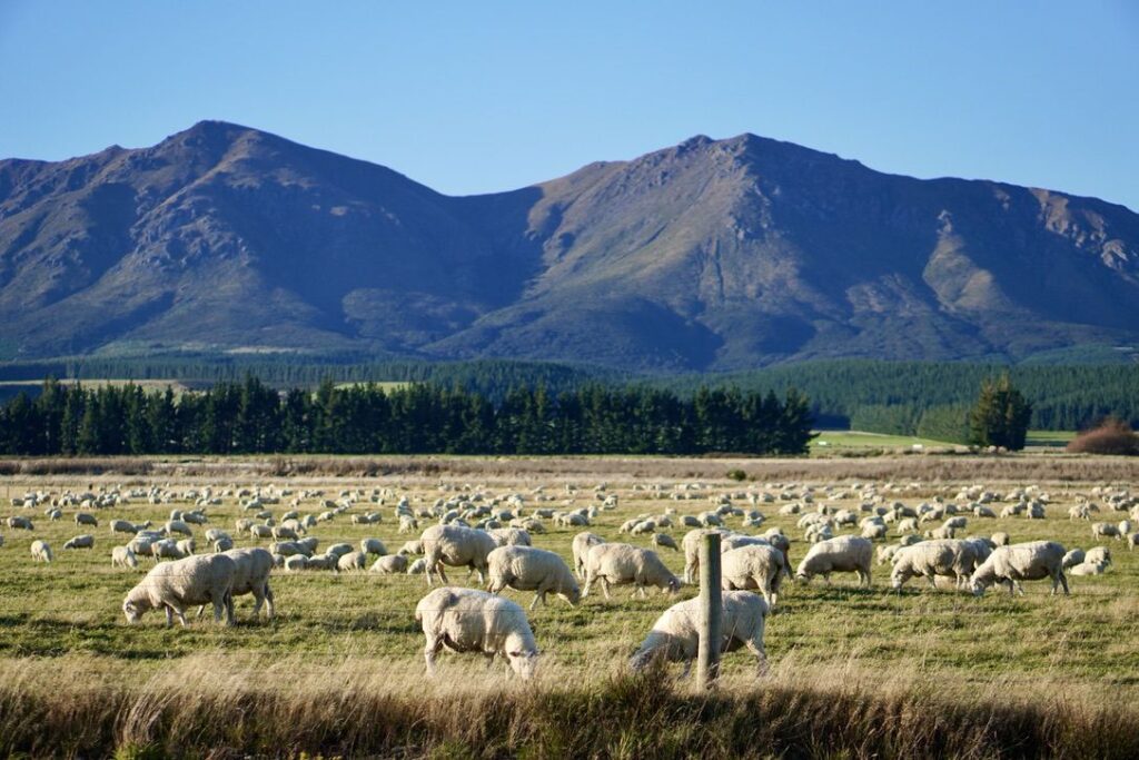 Gia đình khách hàng tại New Zealand